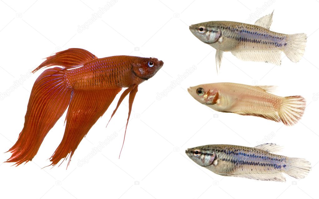 Male and Female Siamese fighting fish