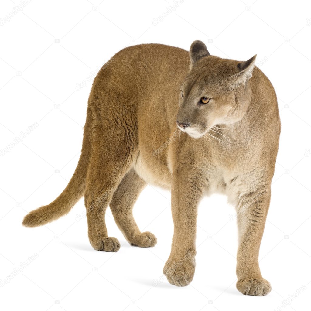 Brazilian Savannah animals: The cougar (Puma concolor). Stock Photo