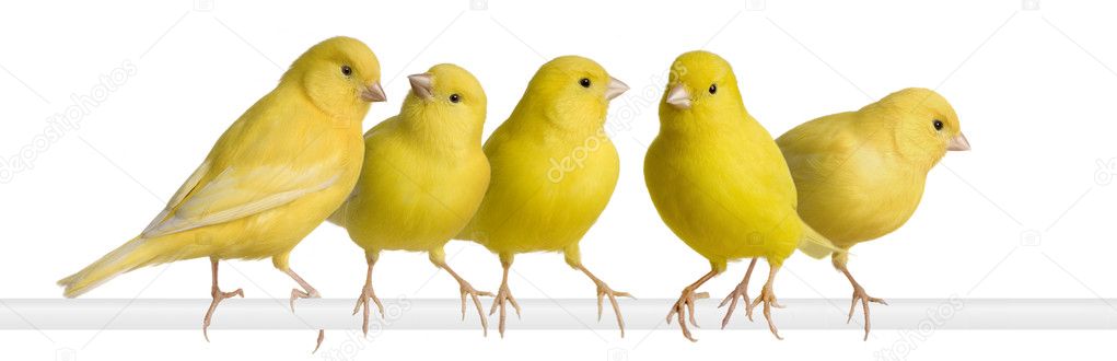 Flock of Yellow canary - Serinus canaria on its perch