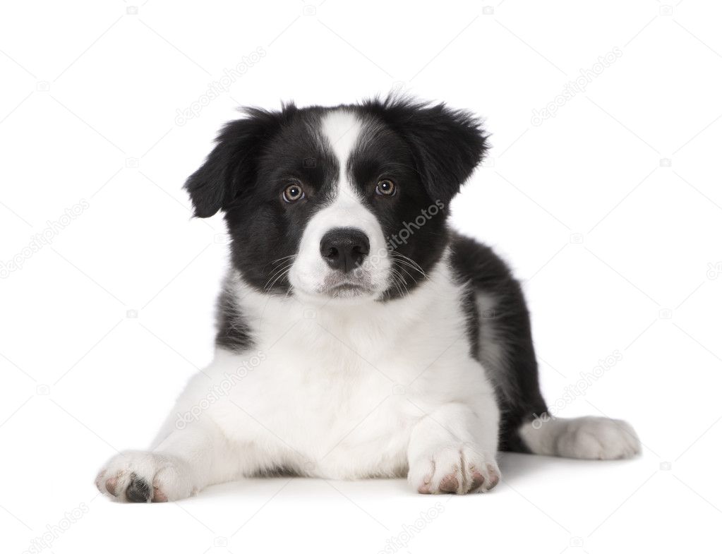 Border Collie Puppy Stock Photo By ©lifeonwhite 10872795