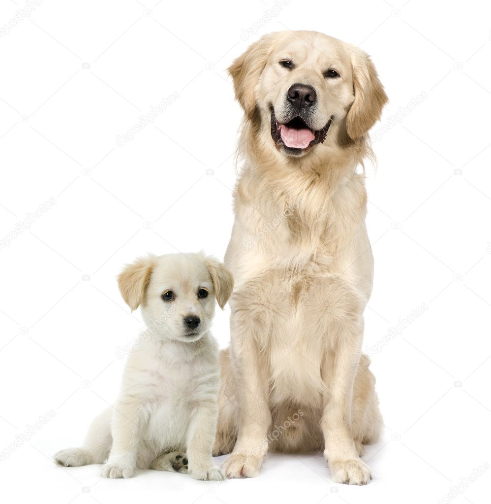 Golden Retriever and a Labrador puppy sitting in front of white