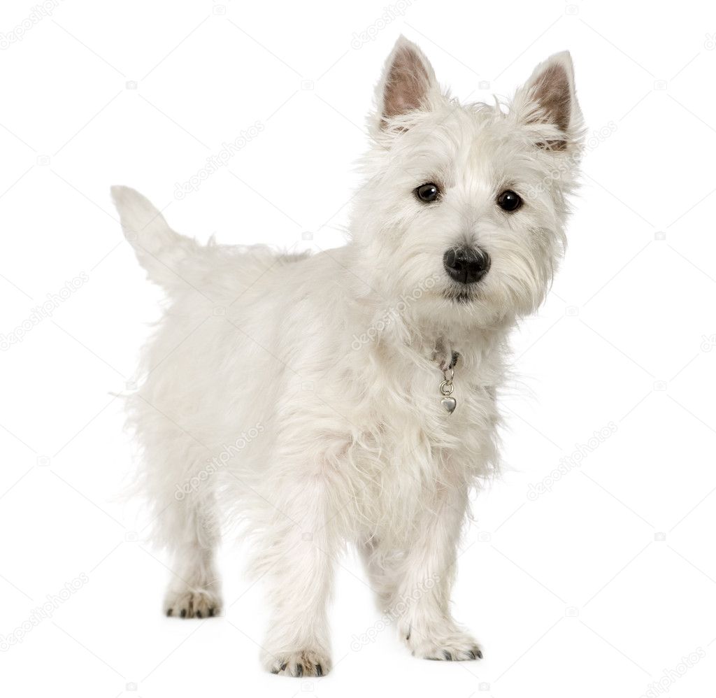 West Highland White Terrier (5 months)