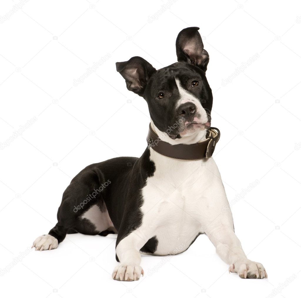 American Staffordshire terrier (8 meses) — Fotografias de ...