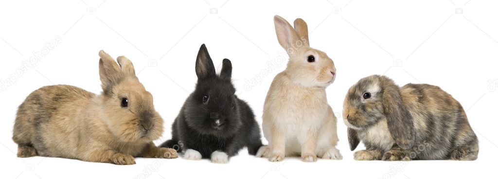 Bunny rabbits sitting in front of white background, studio shot