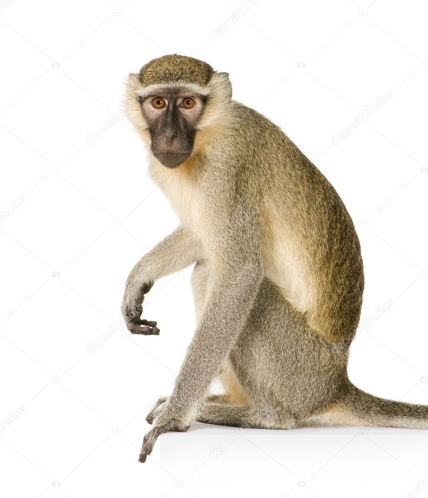Vervet Monkey - Chlorocebus pygerythrus Stock Photo by ©lifeonwhite 10873482