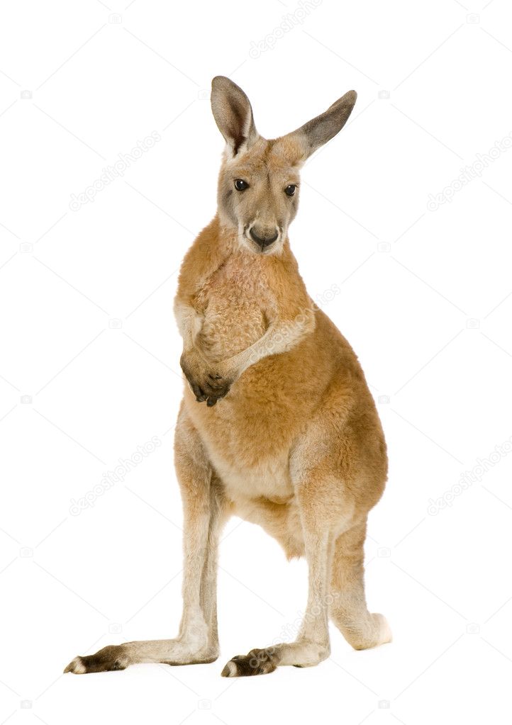 kangaroo #hashtag