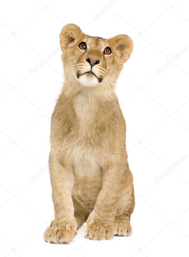 Lion Cub (9 months)
