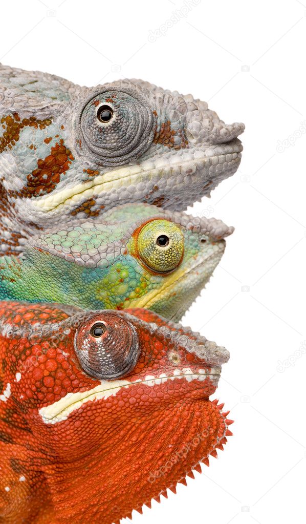 Close-up of colorful Chameleon Furcifer Pardalis, Masoala, 4 yea