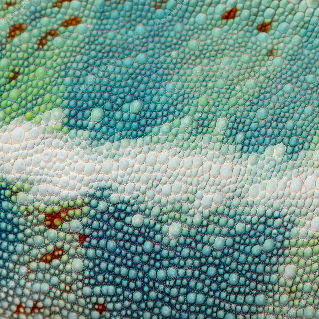 Closeup on a colorful reptile skin — Stock Photo © lifeonwhite 10874028