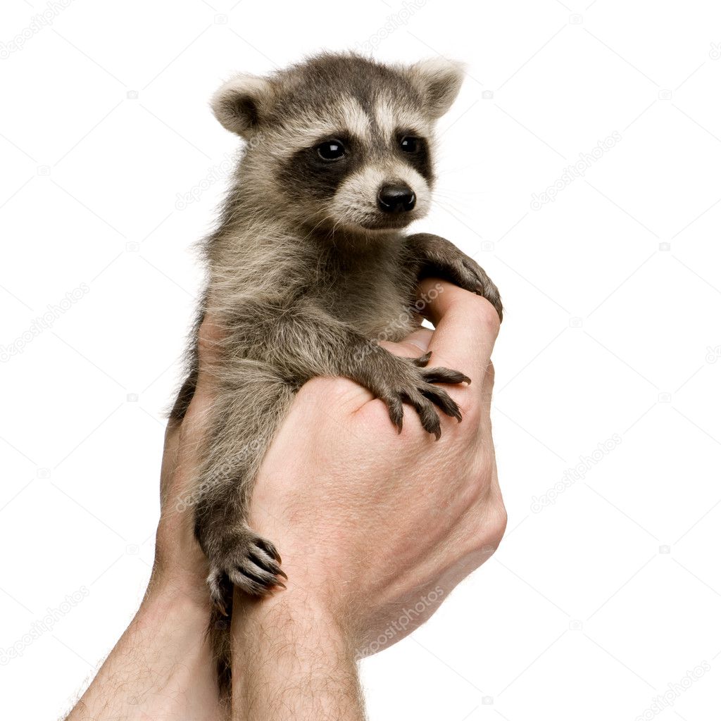 Baby Raccoon 6 Weeks Procyon Lotor Stock Photo By C Lifeonwhite