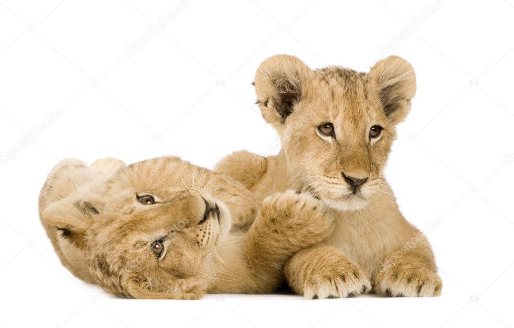 Familia de leones fotos de stock, imágenes de Familia de leones sin  royalties | Depositphotos