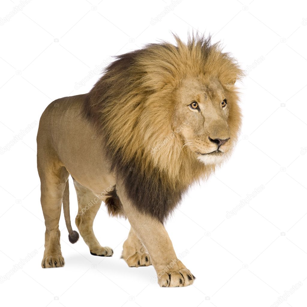 Lion (4 and a half years) - Panthera leo Stock Photo by ©lifeonwhite  10874929