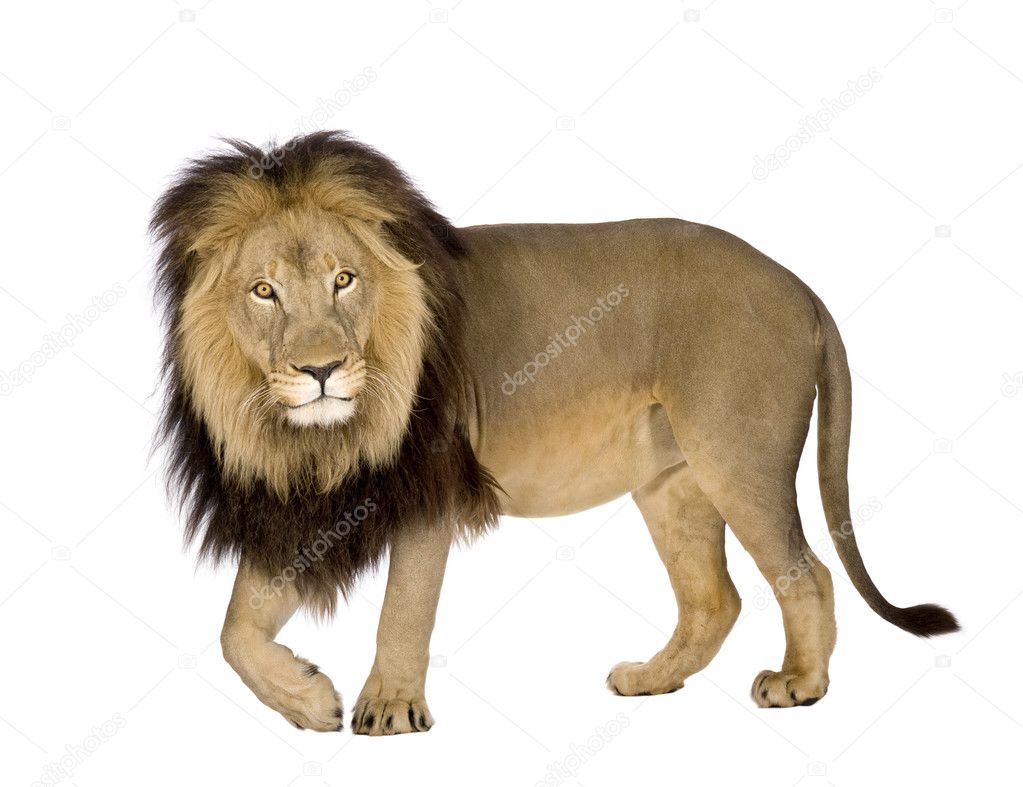 Lion (4 and a half years) - Panthera leo Stock Photo by ©lifeonwhite  10874973