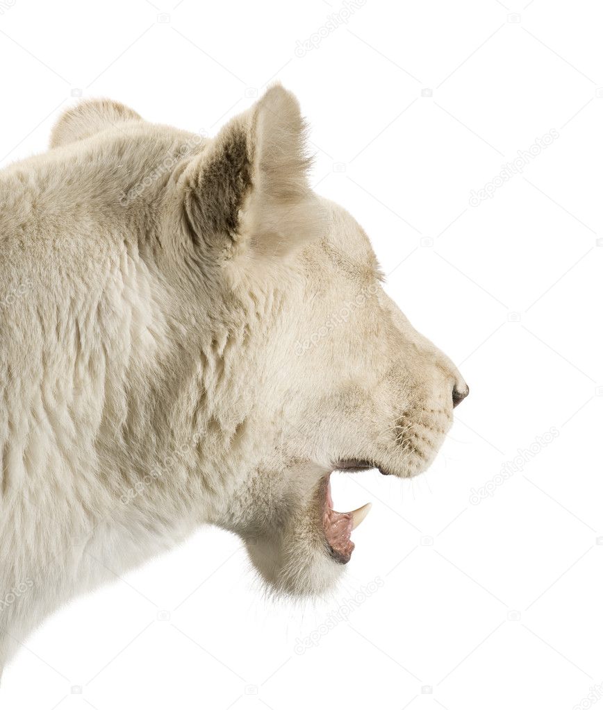 White Lioness (8 years) - Panthera leo