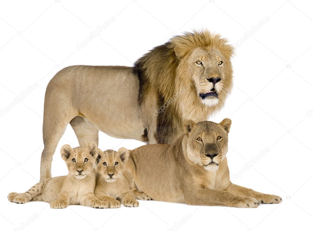 Familia de leones fotos de stock, imágenes de Familia de leones sin  royalties | Depositphotos