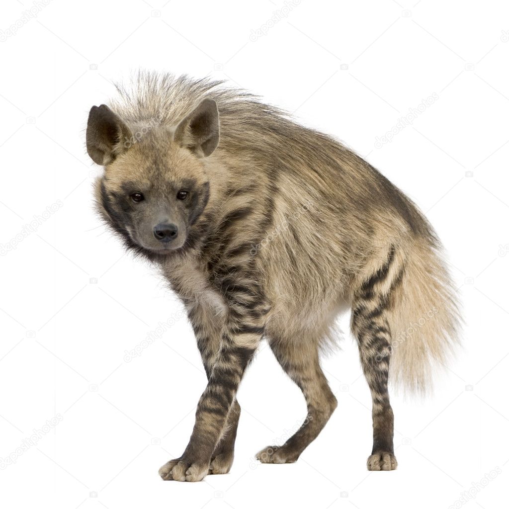 Striped Hyena - Hyaena hyaena — Stock Photo © lifeonwhite #10875149