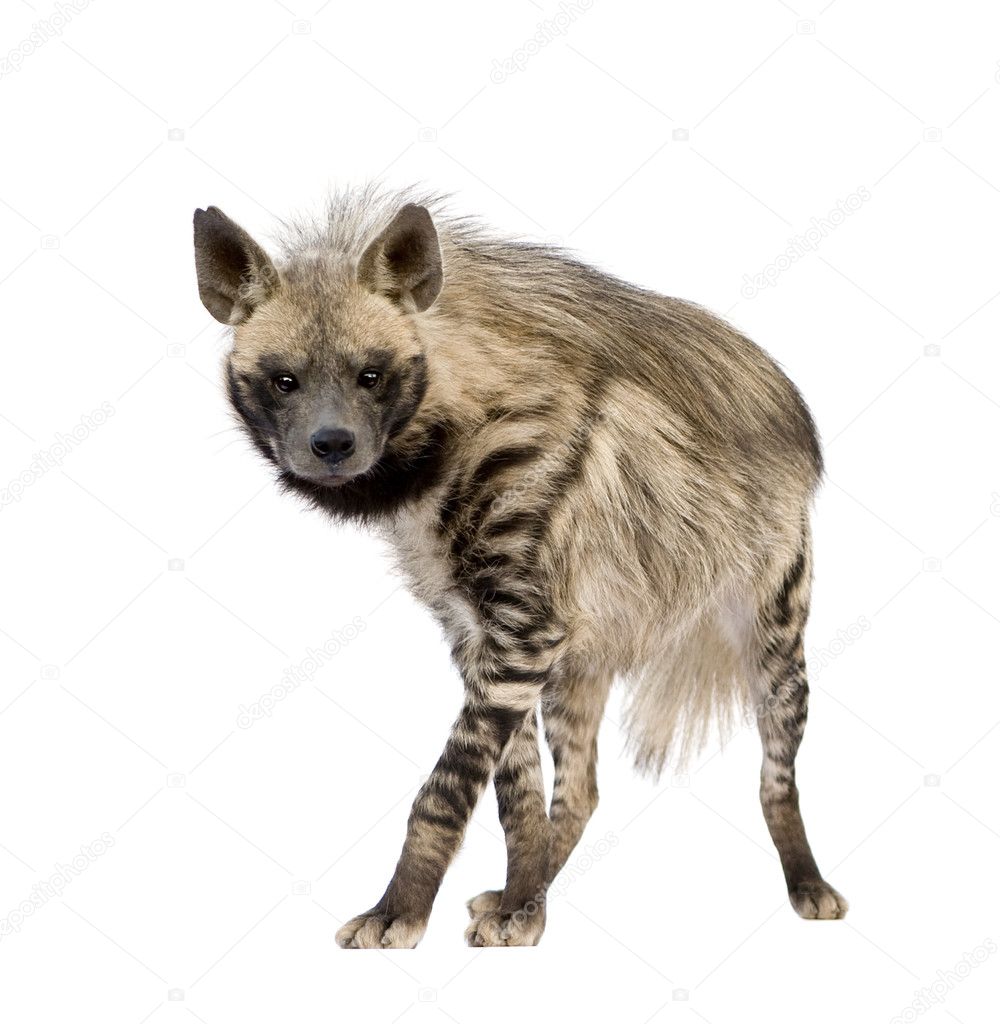 Striped Hyena - Hyaena hyaena Stock Photo by ©lifeonwhite 10875152
