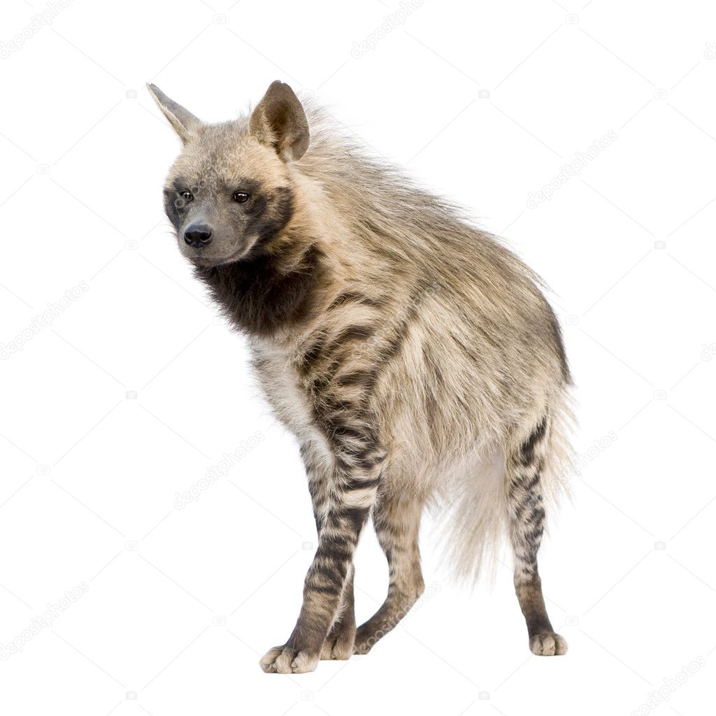 Striped Hyena - Hyaena hyaena — Stock Photo © lifeonwhite #10875157