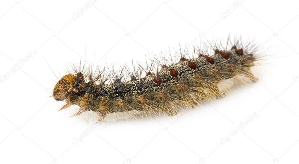 Gypsy moth caterpillar - Lymantria dispar