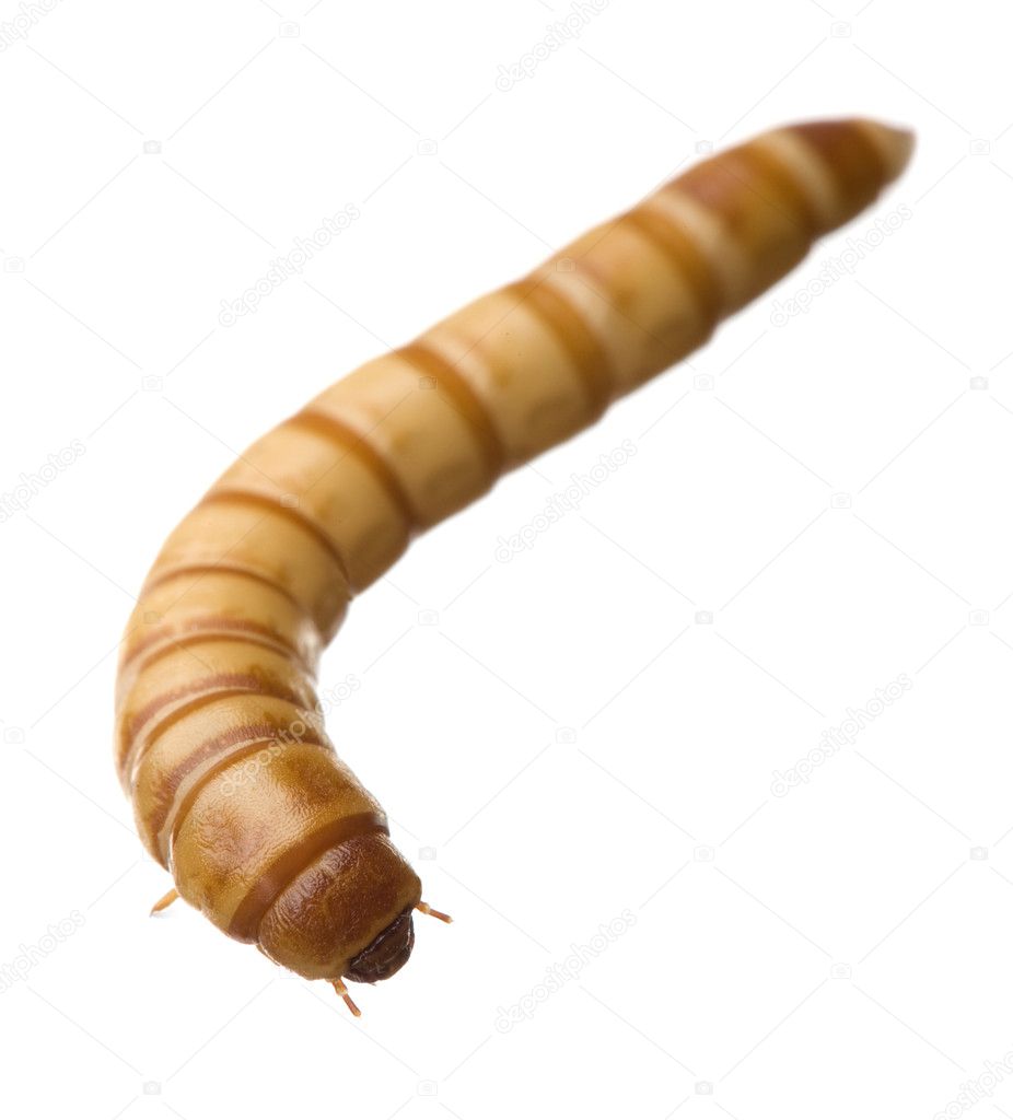Larva Of Mealworm Tenebrio Molitor Stock Photo C Lifeonwhite