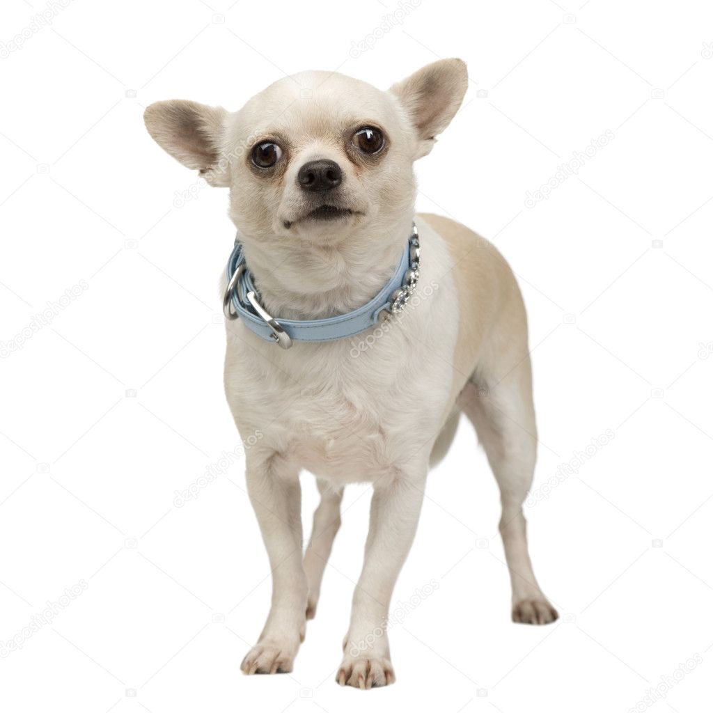 Chihuahua (3 years)