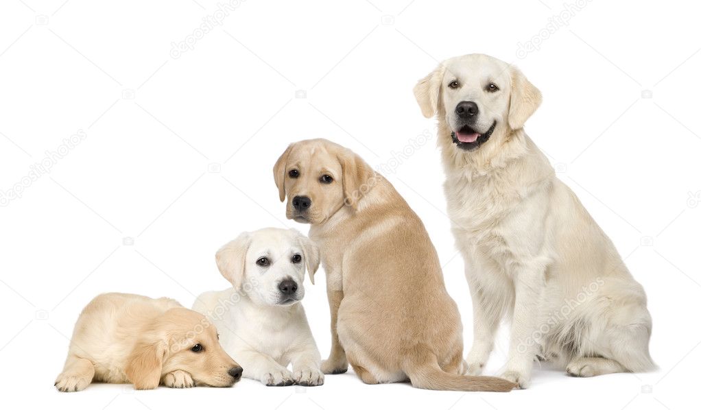 Group of Labradors and Golden Retriever sitting in front of white background
