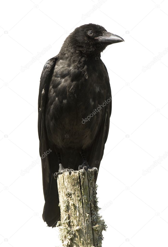 Young Carrion Crow - Corvus corone (4 months)