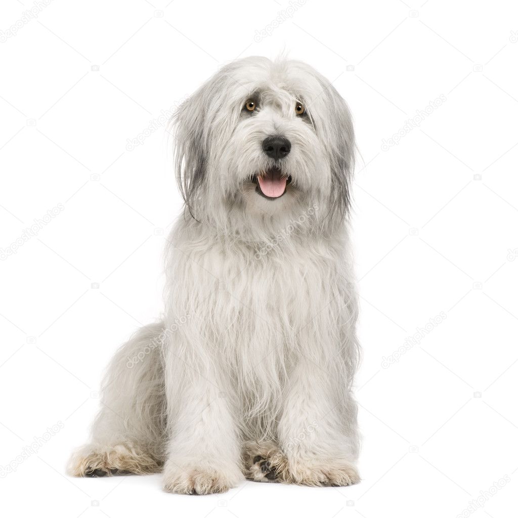 Old English Sheepdog Isolated On White Background Banco de Imagens Royalty  Free, Ilustrações, Imagens e Banco de Imagens. Image 36435706.