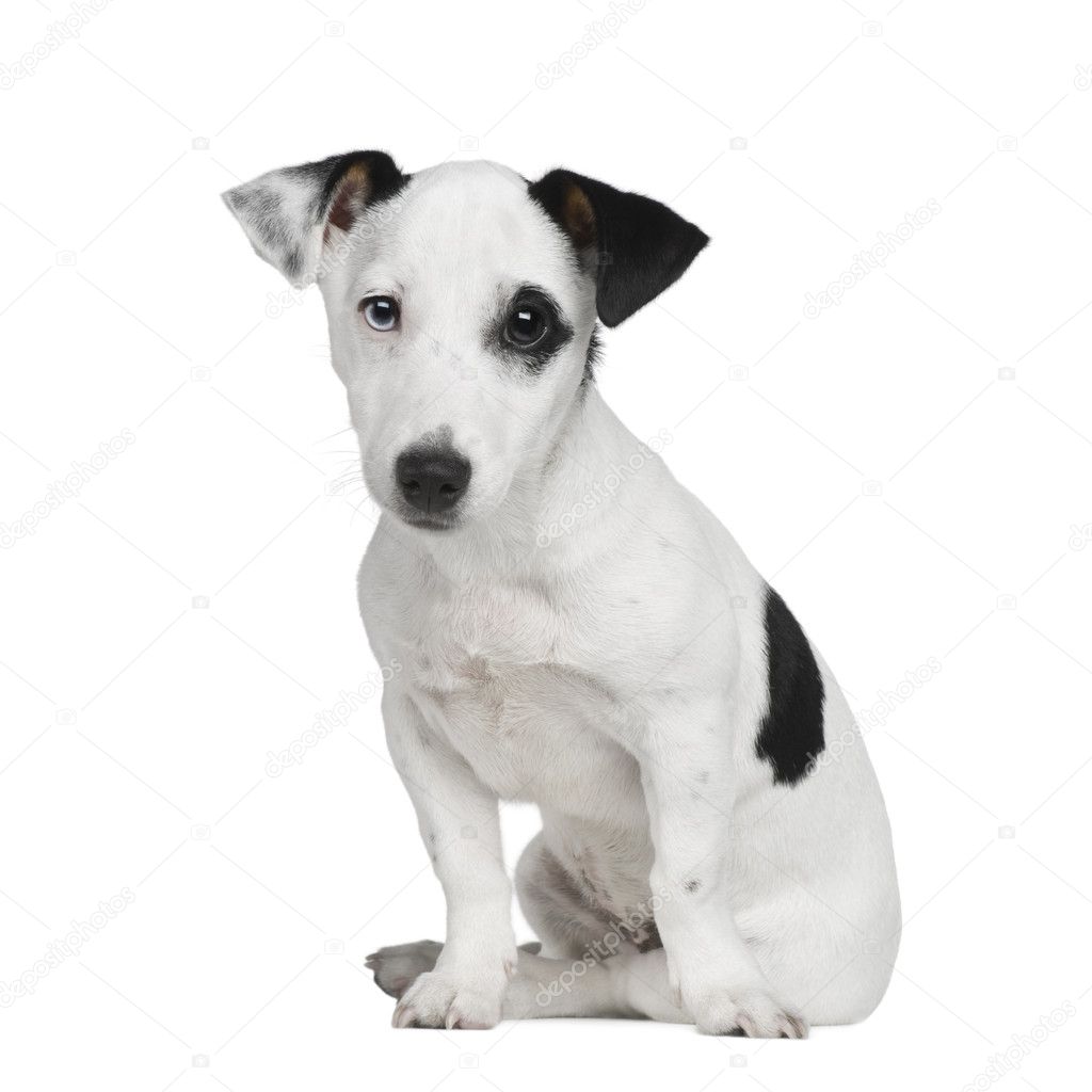Puppy Jack russell (5 months)