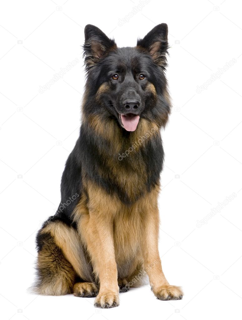 German Shepherd, 3 years old, sitting in front of a white backgr