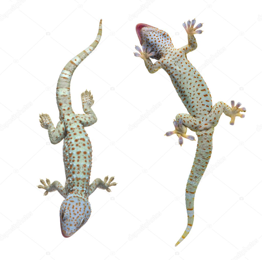 Tokay gecko - Gekko gecko