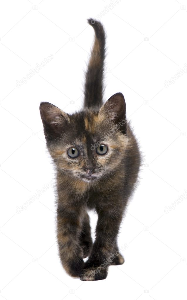 Tortoiseshell Kitten 2 Months Stock Photo By C Lifeonwhite