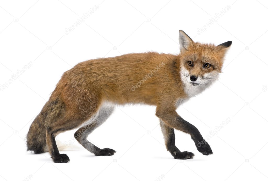 Red Fox, Vulpes vulpes, 4 years old walking against white background, studio shot