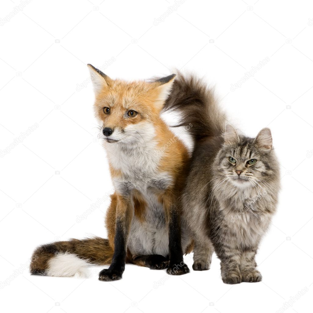 Кот и лиса