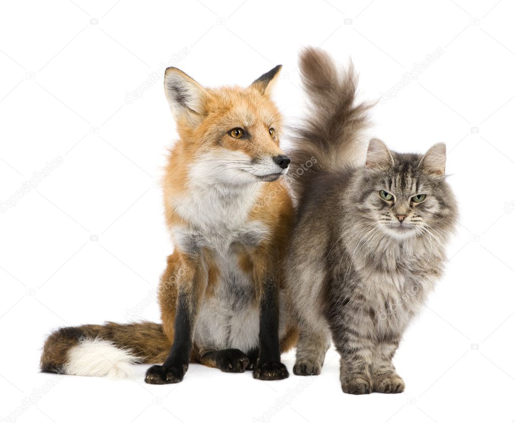 Ein Fuchs und eine Katze Stockfotografie lizenzfreie Fotos