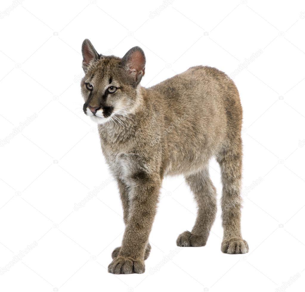 Puma cub, Puma concolor, 3 to 5 months old, in front of a white background
