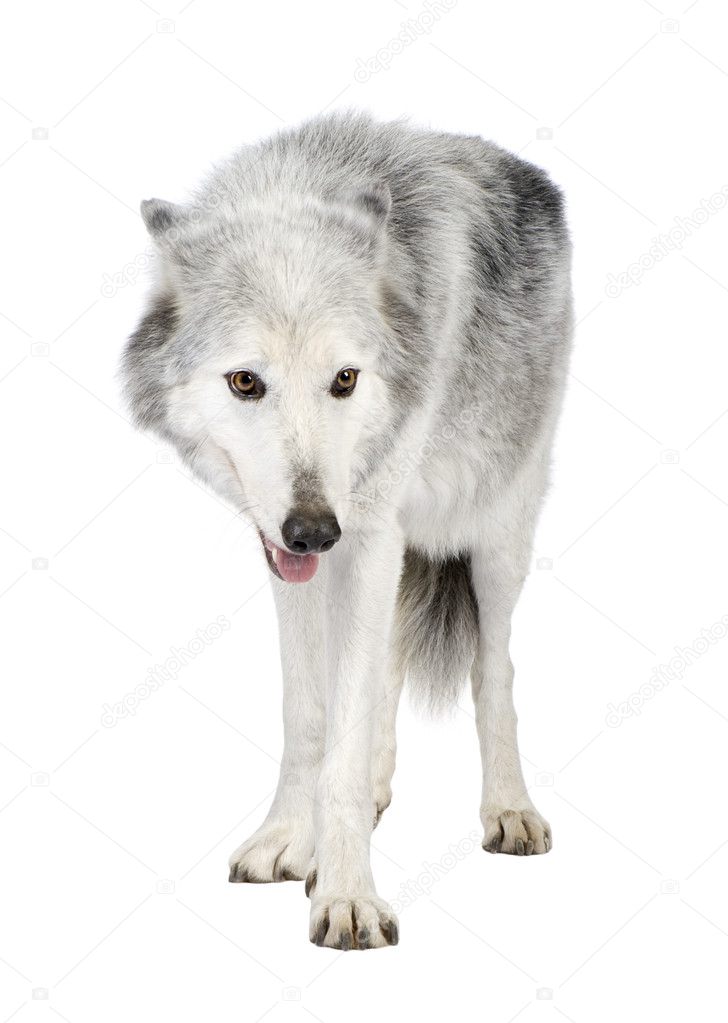 Loups blanc 8 ans Mc enzie