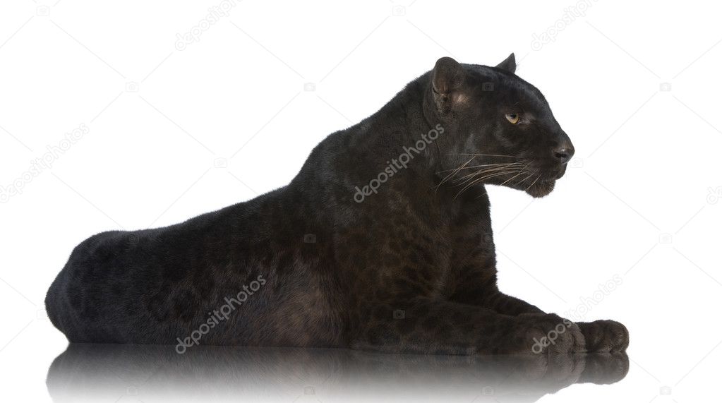 Siyah leopar (6 yıl) — Stok Foto © lifeonwhite 10876214