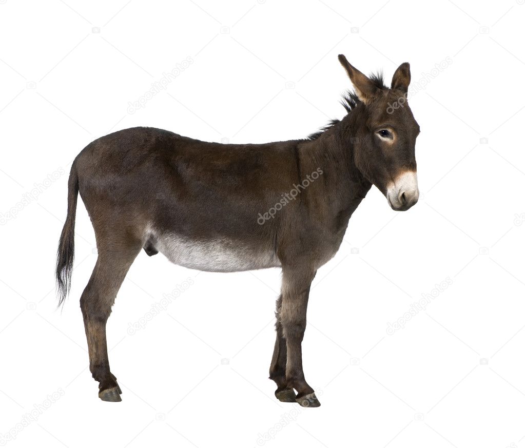 Donkey ( 4 years)