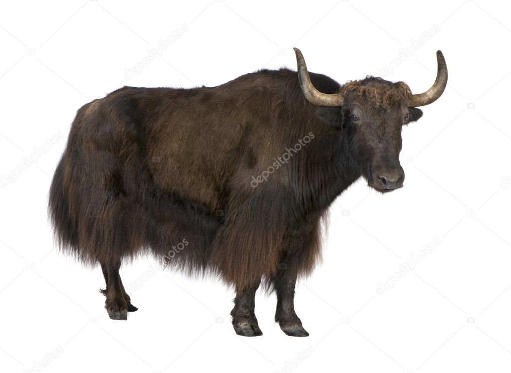 Yak in front of a white background