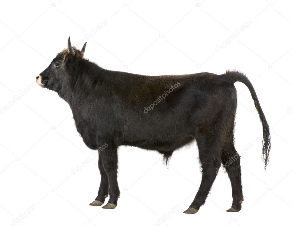 Heck cattle - auroch