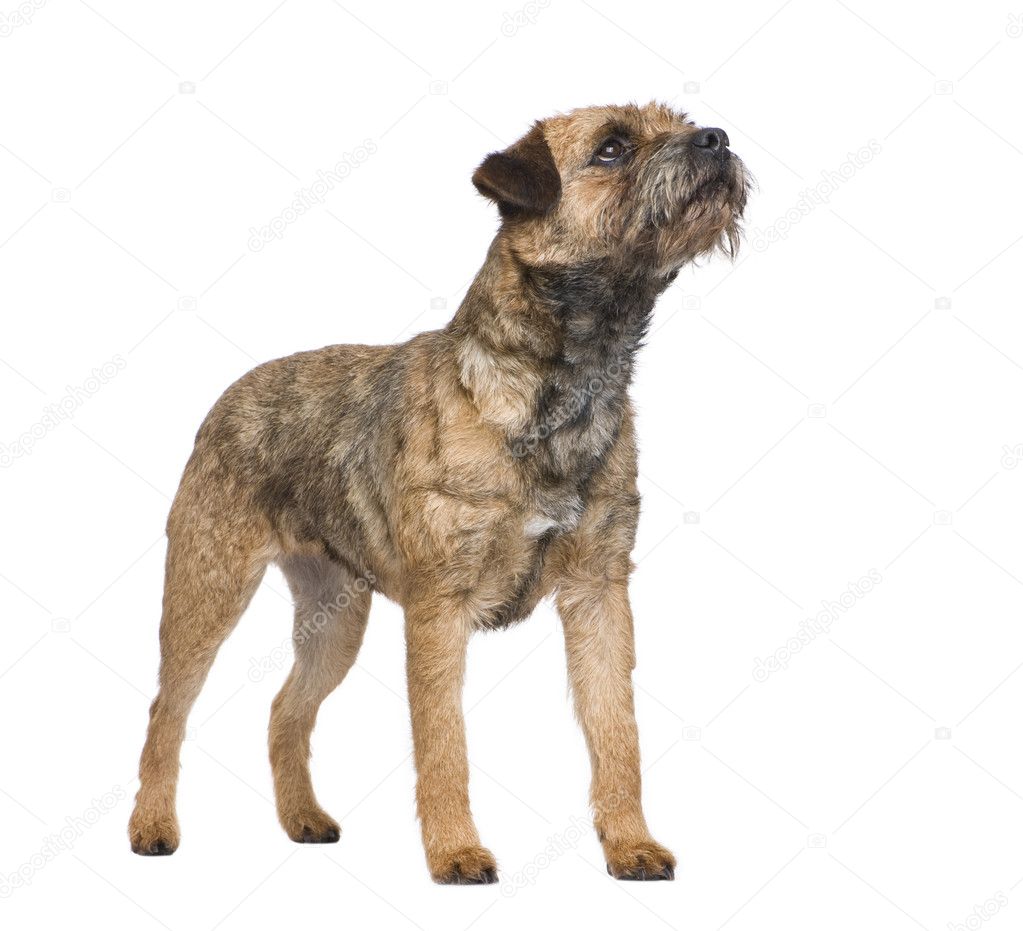 border terrier— 图库照片 08 eric isselée #10876587