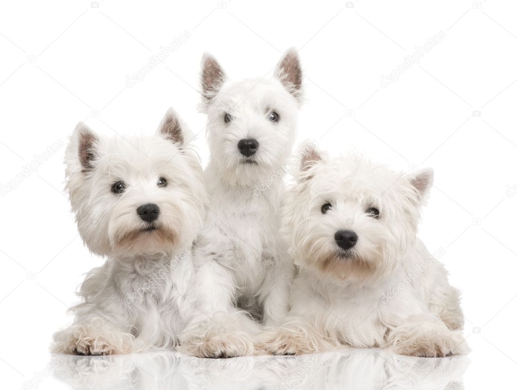 West Highland White Terrier in a row