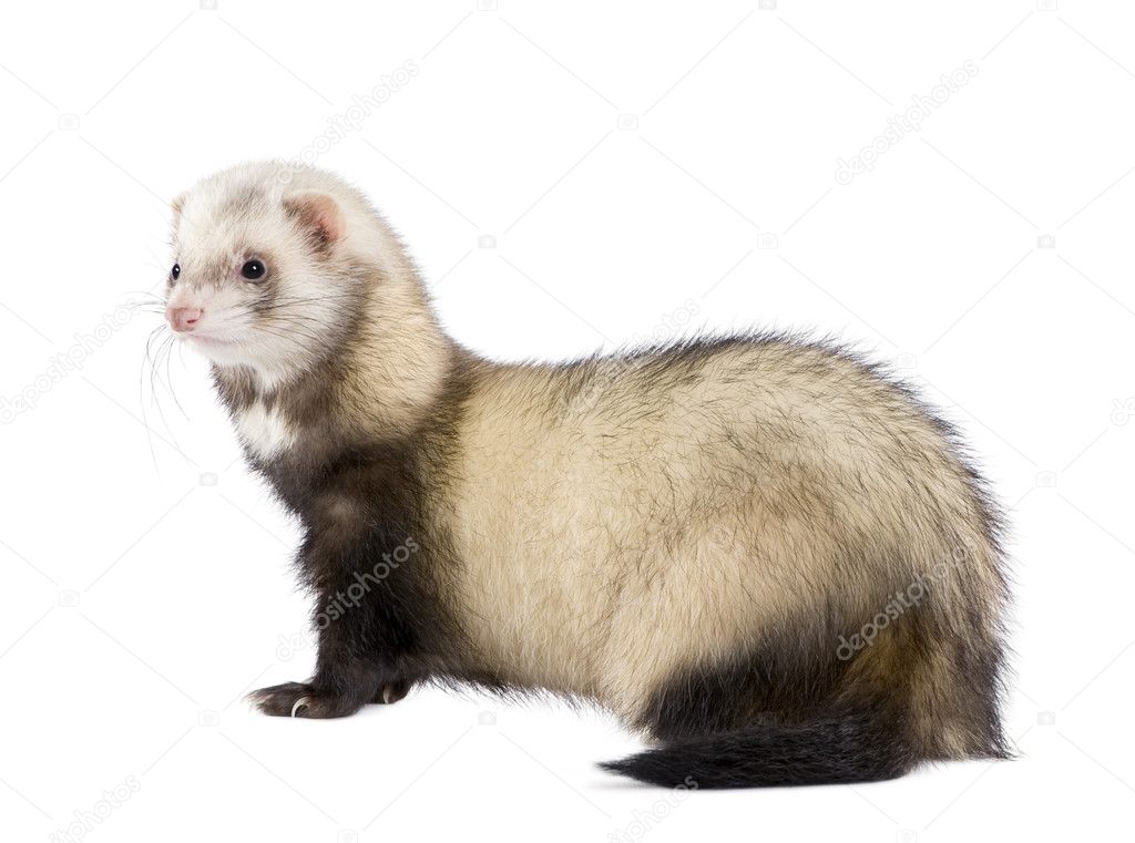 Side view of ferret standing in front of white background, studio shot
