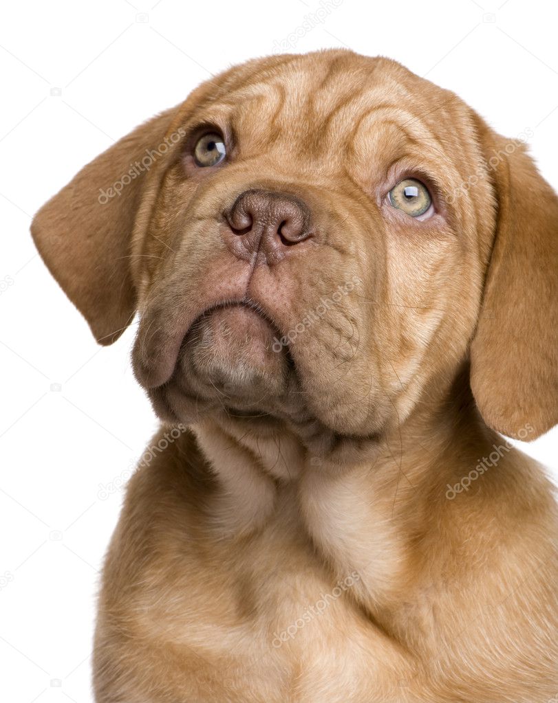 Dogue De Bordeaux Puppy 2 Months Stock Photo By C Lifeonwhite