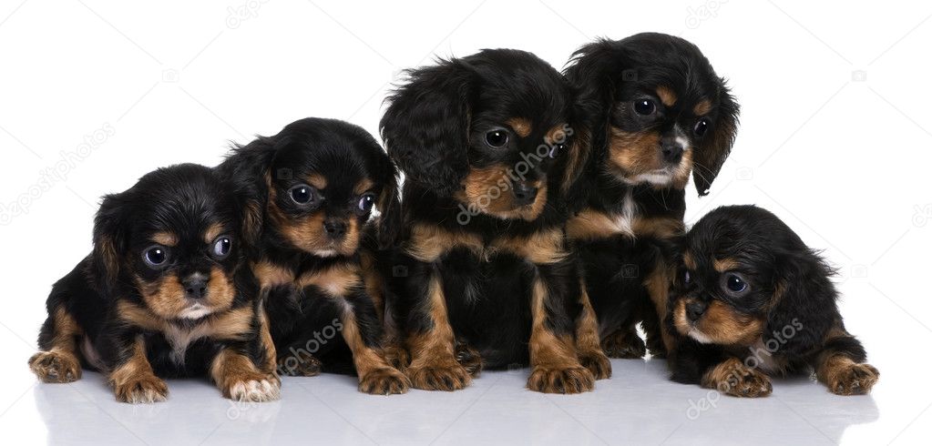 Cavalier King Charles puppies, 7 weeks old, in front of a white background