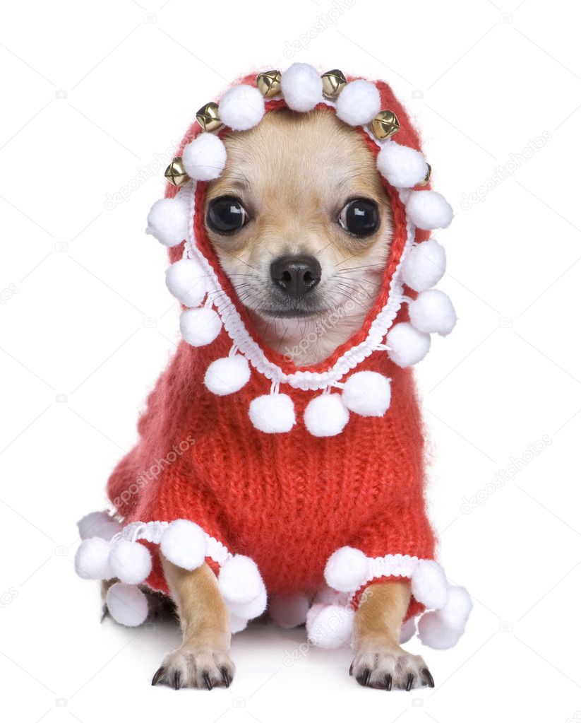 Chihuahua dressed as father crhistmas
