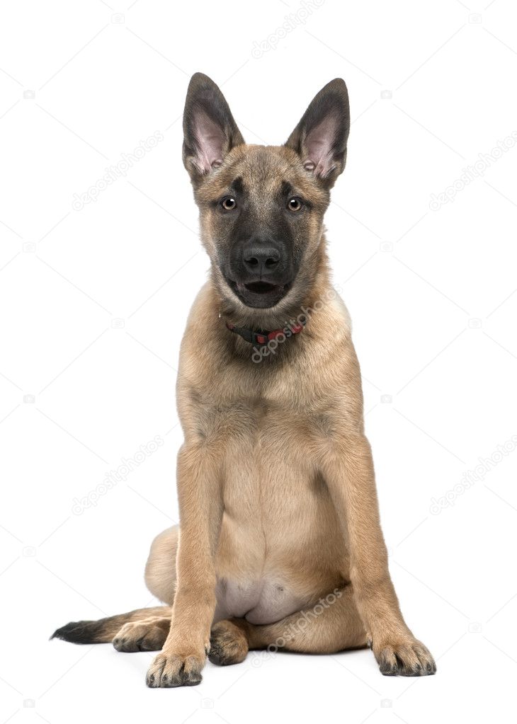 Belgian Shepherd Dog 