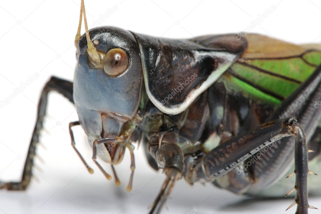Grasshopper - Gampsocleis gratiosa