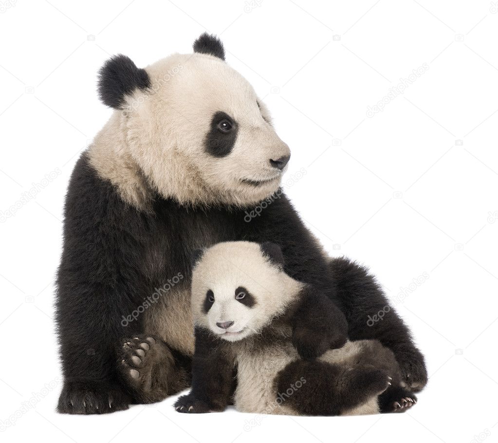 Giant Panda (18 months) - Ailuropoda melanoleuca — Stock Photo